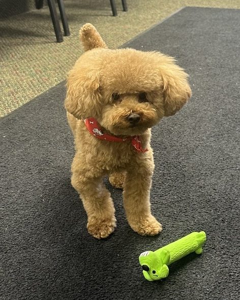 Theo, Clinic Dog